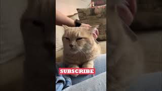 Funny Animals Videos 🤣 | Ep. 564 #shorts #viral #funny