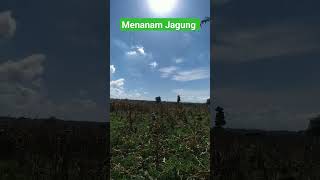 Kebun Jagung