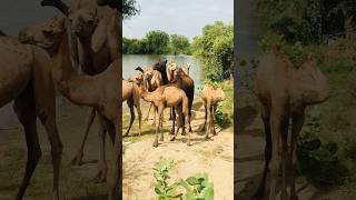 Camels river #shorts