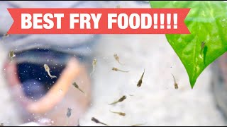 Guppy Fry Food - How To Prepare it (ft. Hikari Brine Shrimp