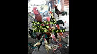 AYAM BIRMA