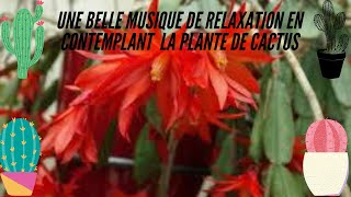 #le_monde_de_l'agriculture#            une belle musique de relaxation  contemplant  la cactus