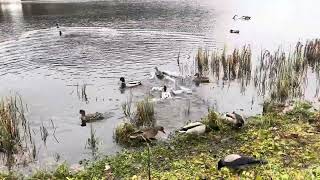 young #swans and Mama #swan whith Attitude and Bossy Funny #crows #crowsounds  around the #ducks