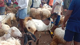 Magadi Sheep market