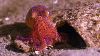 Baby Giant Pacific Octopus by John Roney, Enteroctopus dofleini, OctoNation