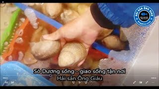 Sò Dương Sống Bán Tại TpHCM - Làm Món Gì Ngon - Giá Bao Nhiêu