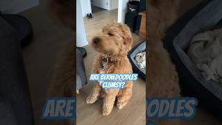 Clumsy Dog Blooper | Who put that couch there? #shorts #funny #silly