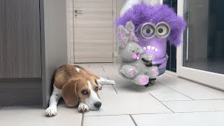 Puppy Surprised by Minions and more!