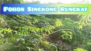 Akibat Pohon Singkong Terlalu Subur