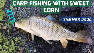 Carp Fishing with SWEET CORN! (Summer 2020)