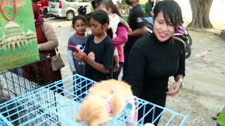 Tidak Membedakan Ras Kucing, ICA Batam Karimun Gelar Meet and Greet