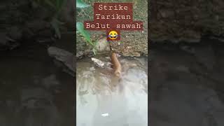 🔴 TIPS MANCING BELUT (STRIKE) TARIKAN NYA SERUUU 😂😂 TARIK SIS... 😁 #short #Belut #viral