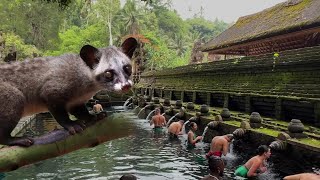 BALI - day 3: visiting temples and a luak coffee break