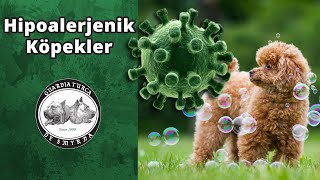 Hipoalerjenik Köpekler - Hangi Irklarda Görülür? - Beslenmenin Önemi