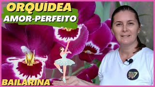 🟣Floração da Orquídea Miltônia Colombiana | Orquídea Espírito Santo