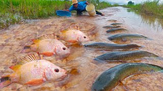 Best fishing skill, A fisherman catch many cat fish  after harvest season