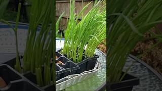 I Grew Tons of Garlic and Onion Leaves in Water : NO Soil, NO Fertilzer