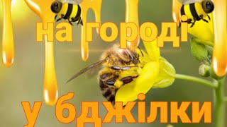 Огляд городу. Яєчна шкаралупа від слимаків. Помідорні історії.