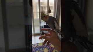 Cockatiel Free Flight Recall Training✨✨#cockatiel #freeflight #recalltraining #shorts