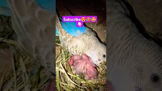 Love bird chick's update ❤️🤩🥵👆🏾 subscribe please ❤️ #love #song #budgies #lovebird #birds #shorts