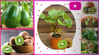 Propagate Any Plant at Home - The Wonderful Way|nature love