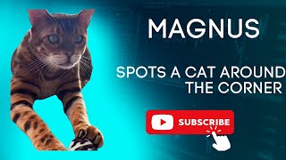 Magnus spots a cat around the corner I can’t believe what he did ! #cat #cats #funny #bengalcat