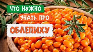 Плюсы и минусы облепихи / Зачем я посадил облепиху на участке?