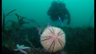 Porthkerris Divers - Back to Porthkerris. BSAC Spirt