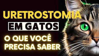 Uretrostomia em gatos: O que você precisa saber- Parte I