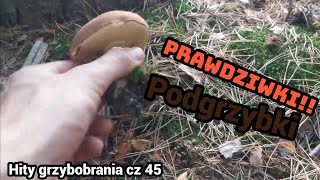 Na grzyby - podgrzybki rosną i to stadami!