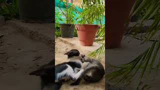 Active kittens #cat #kittty #funnykittens #crazykitty #catlover #shortsvideo