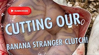 CUTTING OUR BANANA STRANGER CLUTCH!!!