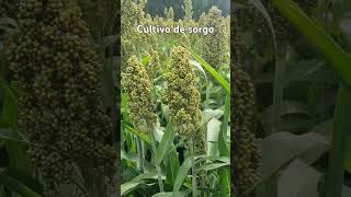 Sorgo para grano#farmequipment #agricolas #agricultura #farming #agriculturademexico