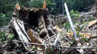 Desconociemiento de la ley Forestal en la comunidad nativa Shawi