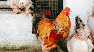 Brahma | 9 Months | For Sale | My Collection | Pkm Poultry World |