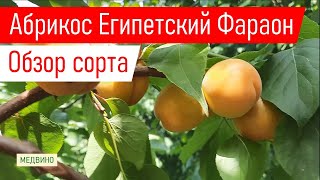 Абрикос Египетский Фараон: обзор сорта