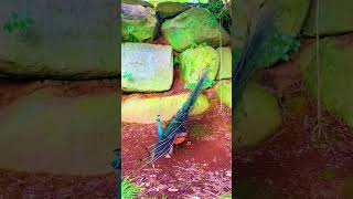 beautiful bird peacock and birds nice sound #birds #birdsounds #wildlife