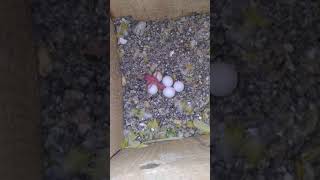 YUMURTADAN ÇIKAN MUHABBET KUŞU YAVRUSU VE YUMURTALAR. BABY BUDGiE & .EGGS