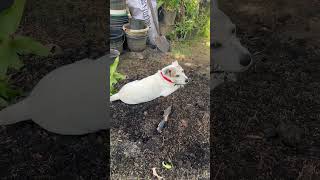 Furry babies assisting my garden work.#jackrussellterrier