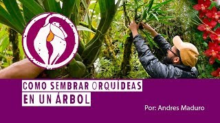 Como Sembrar Orquídeas en un Árbol - por Andrés Maduro | Finca Dracula