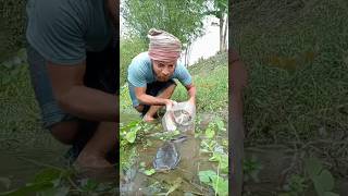 মাগুর মাছ ধরছে কীভাবে shorts fish video#fishing #amazingfisher #amazinganimals #video #amazingfish