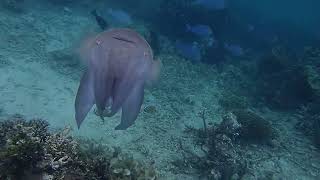 Flashing cuttlefish #indonesia #dive #diving #cuttlefish