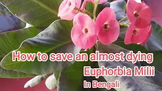 How to save and repot almost dying Euphorbia milii in bengali.