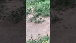 Wildboar hunting - Someone is coming