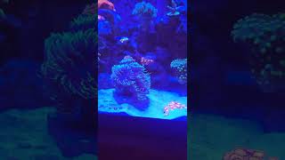 Duncan Coral In The Nano Reef Aquarium