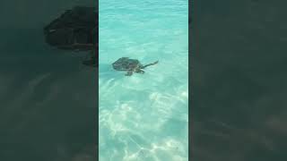 Exuma Bahamas #bahamas #exuma #travel #turtle #turtles #bluewater