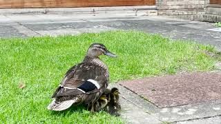 Churchill College Ducklings - August 2023