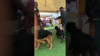 German Shepherd and Rottweiler arrive at dog show #dog #shorts #germanshepherd #rottweiler