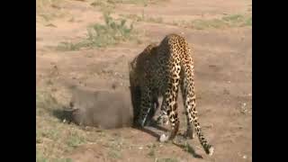 Leopard Ambush: Warthog Takedown!🐆🐗