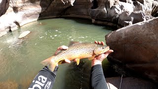 Searching For Monster Fall Browns - Fremont Canyon - Alcova Reservoir - Panthers and Copper Johns